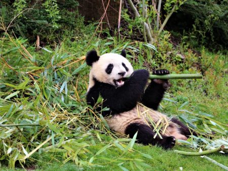 panda-4162976_1920 (1)