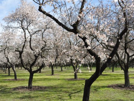 almond-trees-ga5e78043d_1920