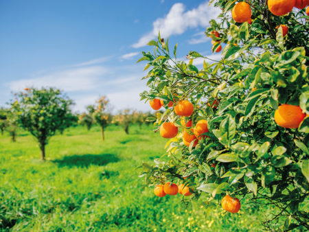 Orange - tree Park