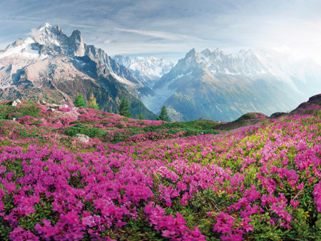 Alpine rhododendrons on the mountain fields of Chamonix
